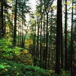 Vinkit metsässä ulostamiseen